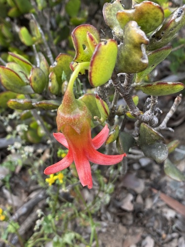 Cotyledon woodii (Cotyledon woodii)