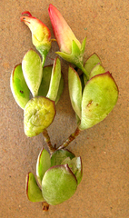 Cotyledon woodii (Cotyledon woodii)