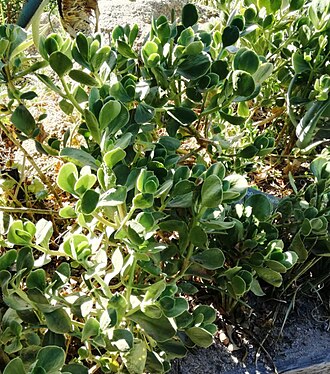 Cotyledon xanthantha: Cotyledon xanthantha
