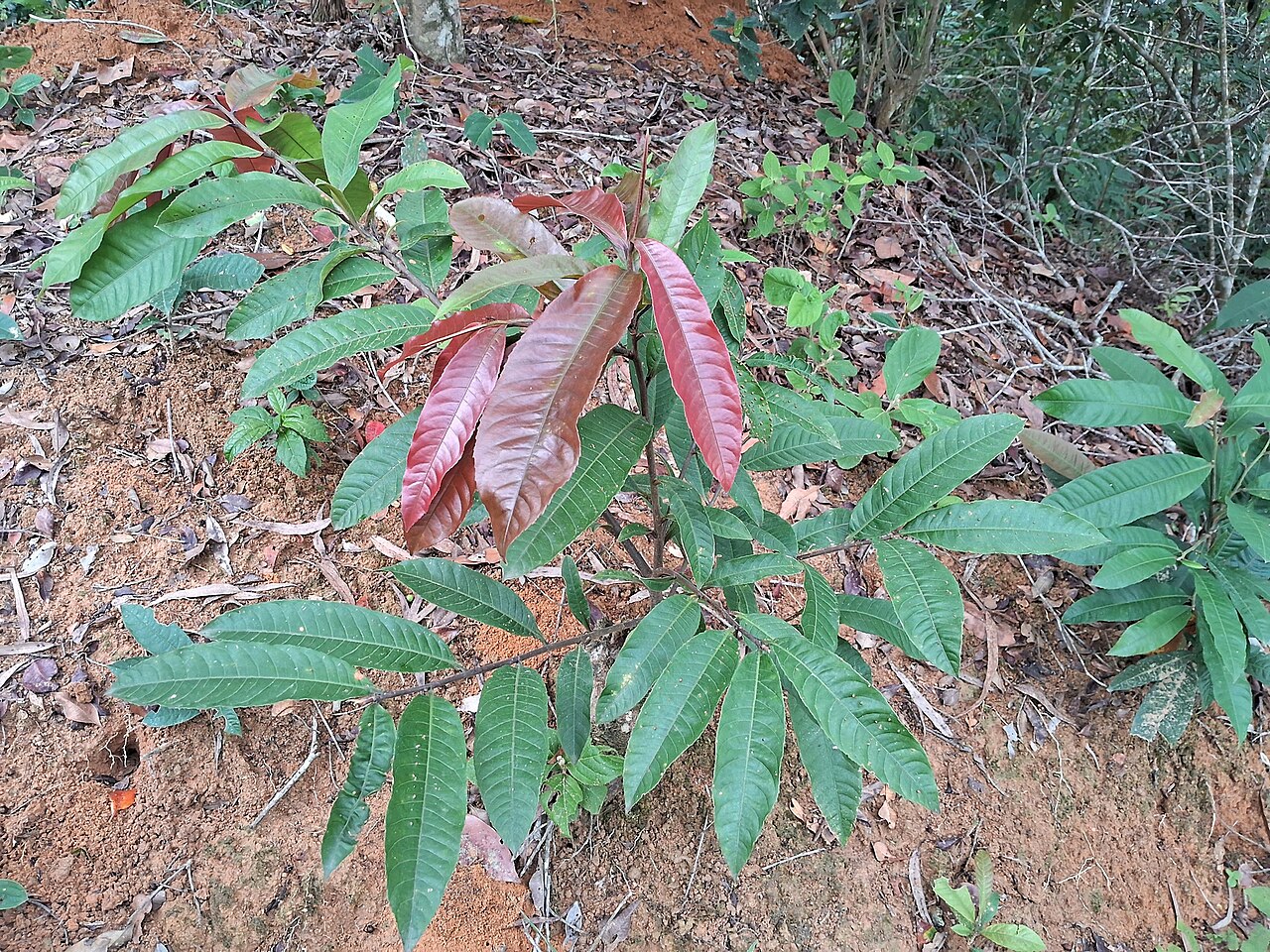 Couratari macrosperma: Couratari macrosperma in Brazil