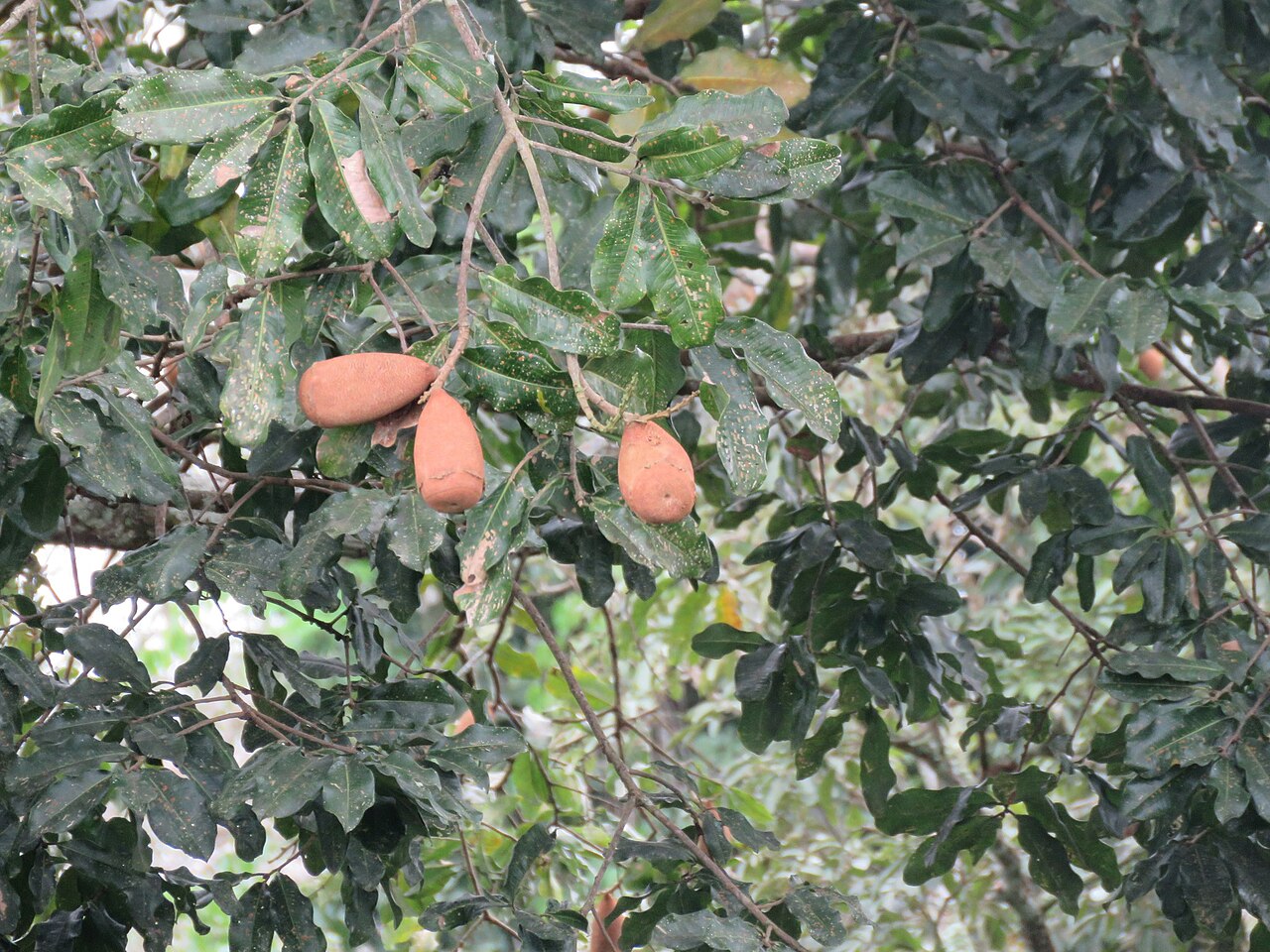 Couratari macrosperma: Couratari macrosperma in Brazil