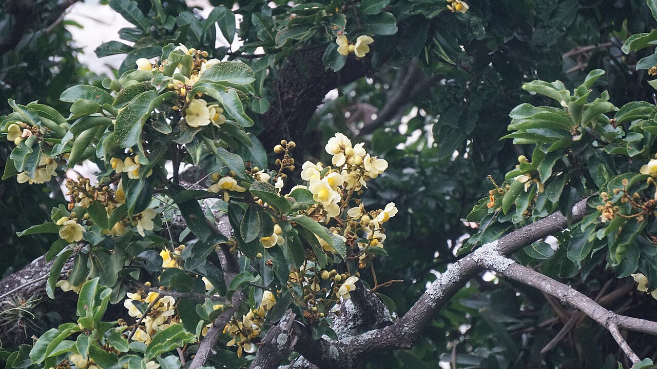 Couratari pyramidata: Couratari pyramidata in Brazil