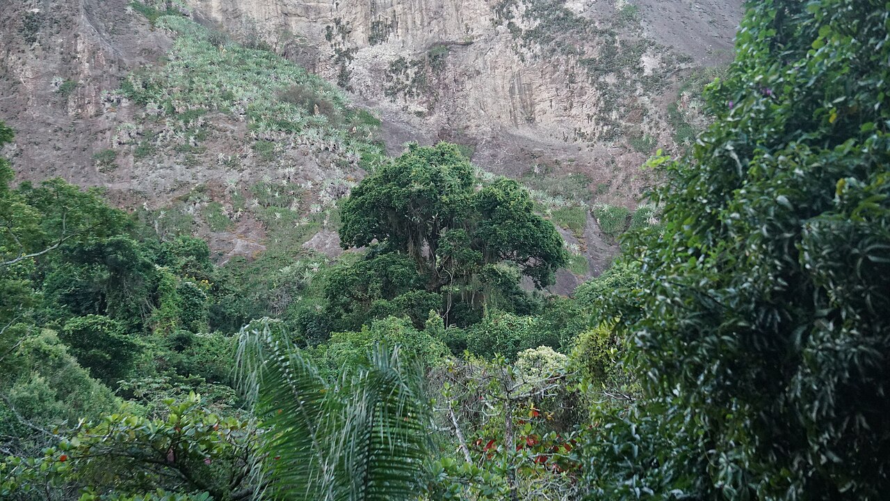 Couratari pyramidata: Couratari pyramidata in Brazil