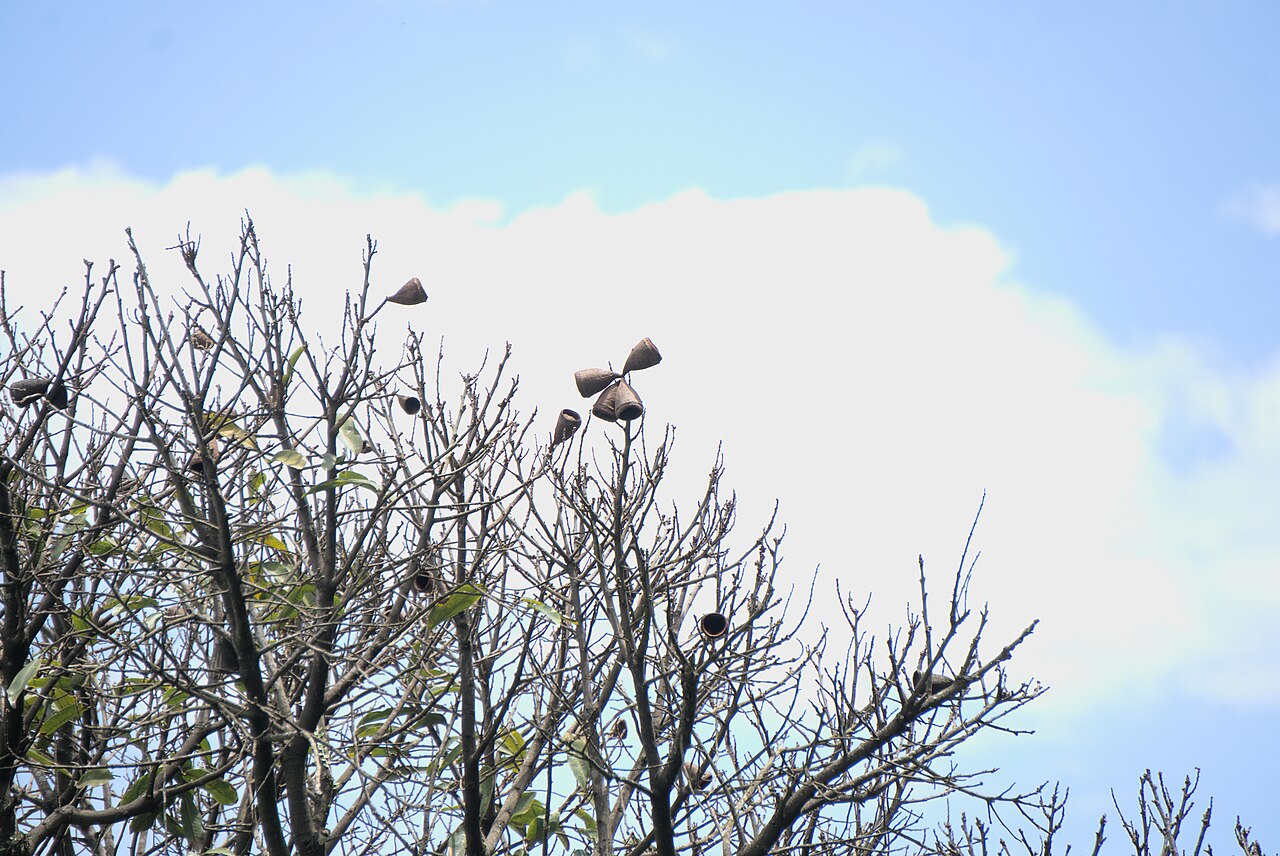 Couratari pyramidata: Couratari pyramidata in Brazil