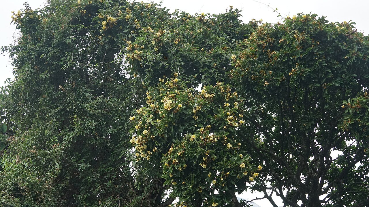 Couratari pyramidata: Couratari pyramidata in Brazil