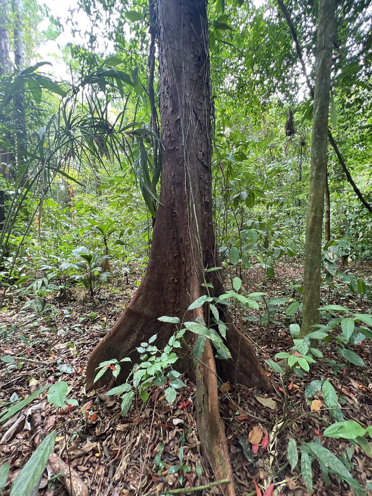 Couratari scottmorii: Couratari scottmorii in Costa Rica
