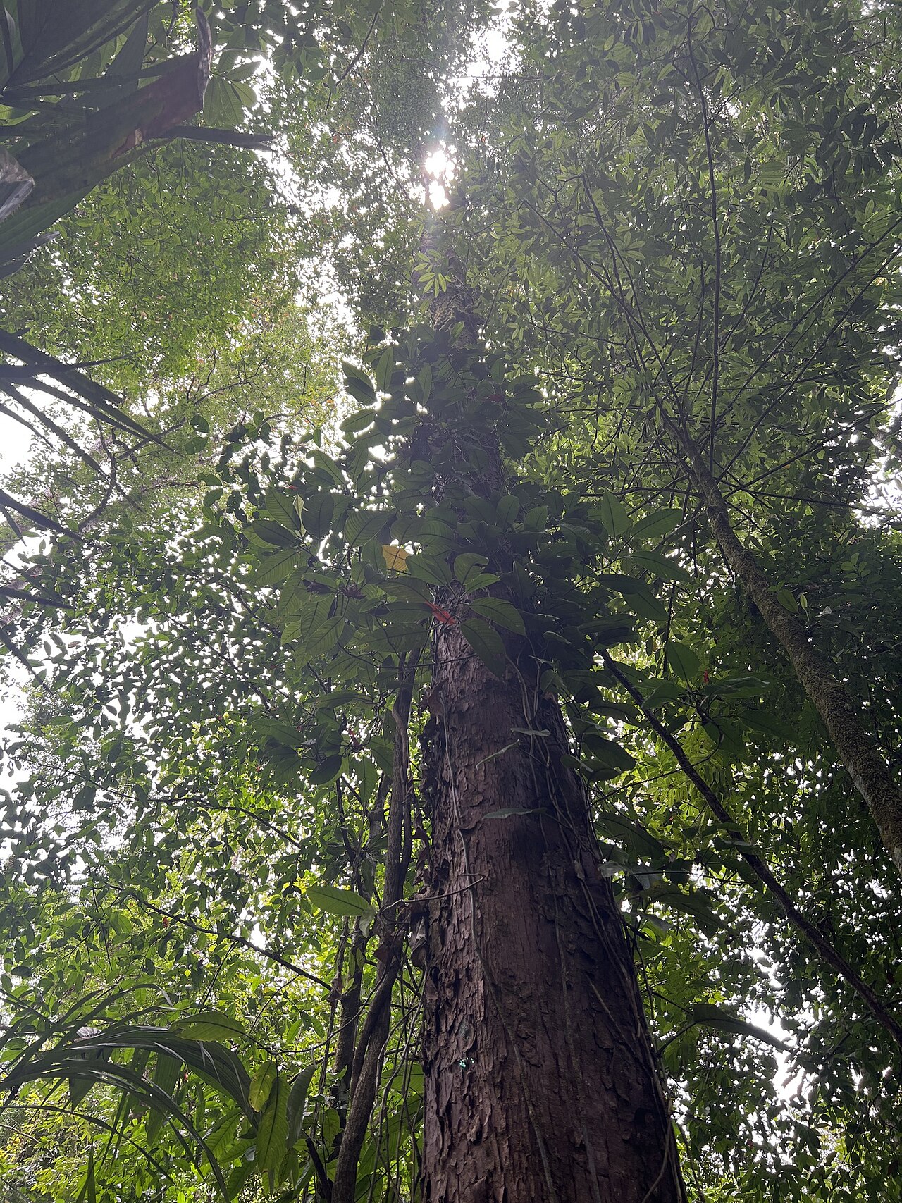 Couratari scottmorii: Couratari scottmorii in Costa Rica