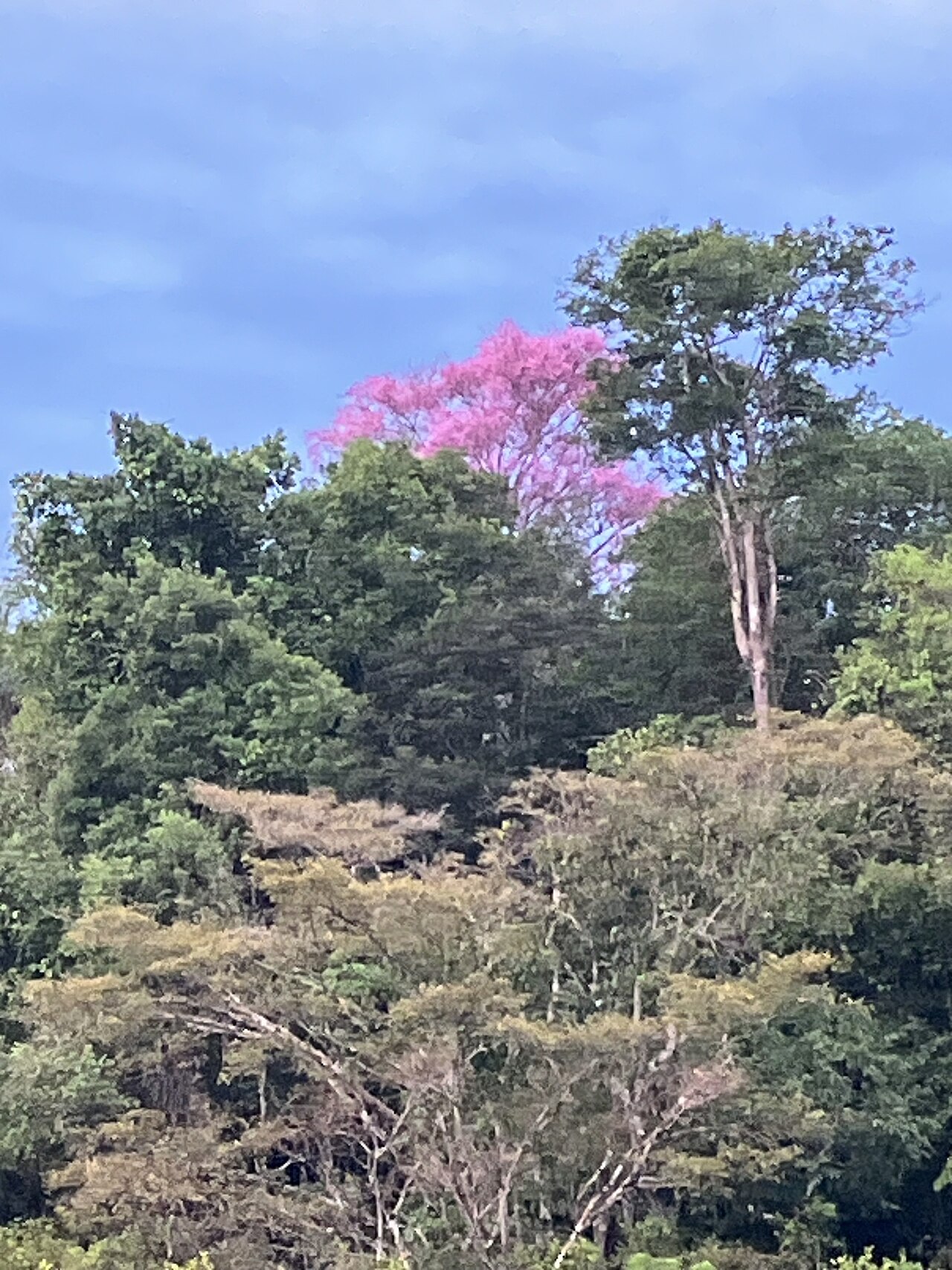 Couratari tenuicarpa: Couratari tenuicarpa in Brazil