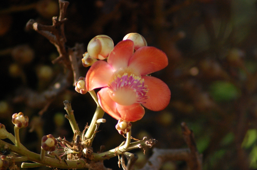 Cannonball tree (Couroupita guianensis)