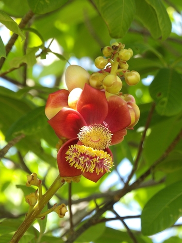 Cannonball tree (Couroupita guianensis)