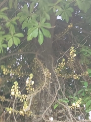 Cannonball tree (Couroupita guianensis)