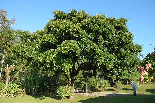 Cannonball tree: Bala de cañón