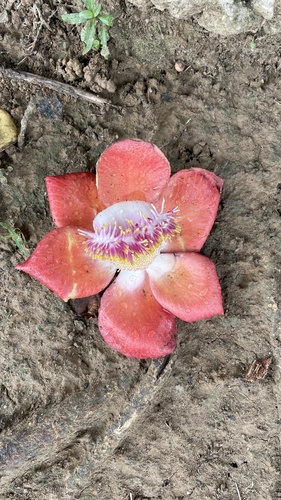 Cannonball tree (Couroupita guianensis)