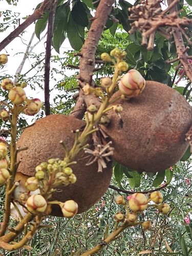 Cannonball tree (Couroupita guianensis)