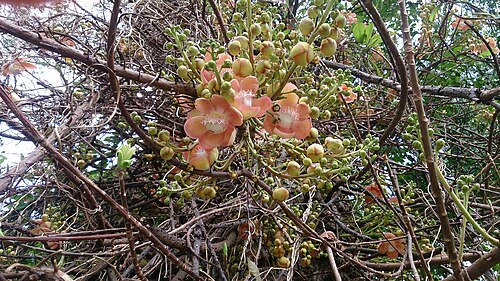 Cannonball tree: Couroupita guianensis. Common name: Cannonball Tree.