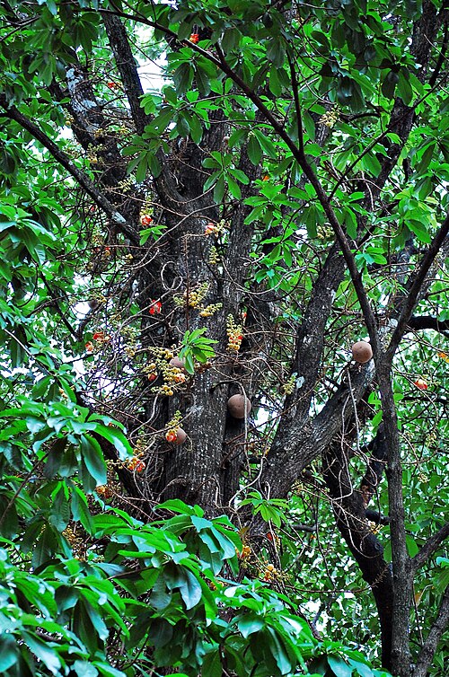 Cannonball tree: Couroupita guianensis shot from Trichur Zoo, Kerala India. for illustration purposes