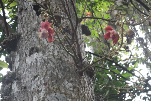 Cannonball tree (Couroupita guianensis)