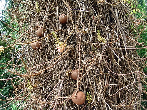 Cannonball tree: Foster Botanical Garden Oahu Hawaii