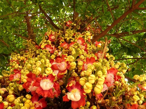 Cannonball tree