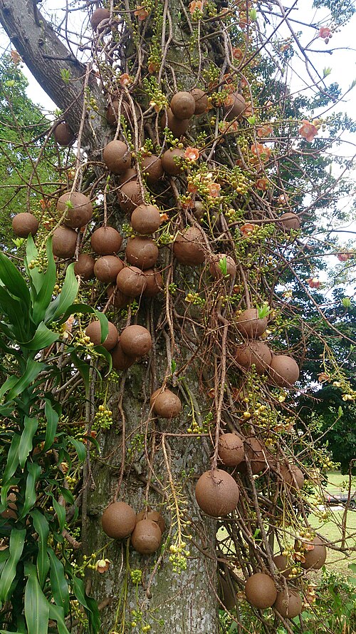 Cannonball tree: Couroupita guianensis. Common name: Cannonball Tree. 炮弹树 (Chinese). The cannonball-like fruits will break open when they fall onto the ground. The pulp is edibl