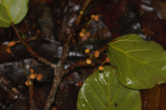 Coussapoa latifolia (Coussapoa latifolia)