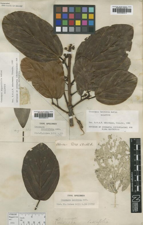Coussapoa latifolia: Coussapoa latifolia Aubl. - herbier collecté par Aublet en Guyane, conservé au British Museum BM000993414