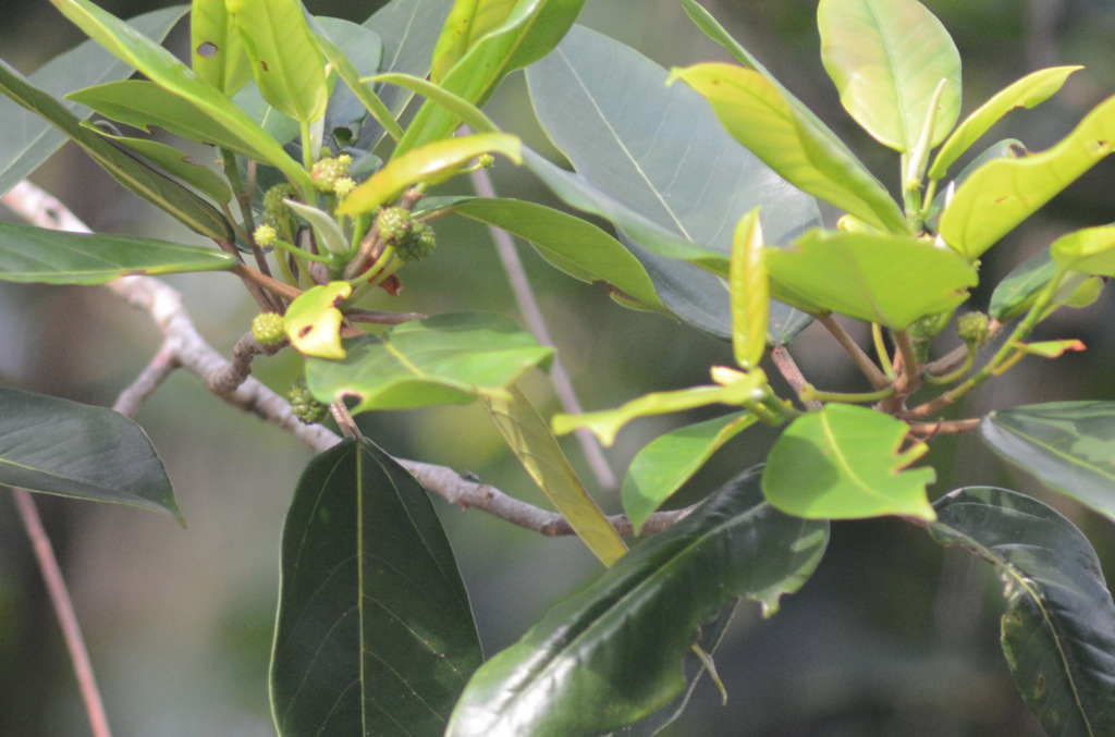 Coussapoa microcarpa (Coussapoa microcarpa)