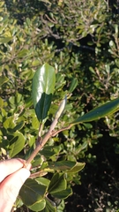 Coussapoa microcarpa (Coussapoa microcarpa)