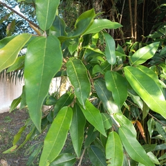 Coussapoa microcarpa (Coussapoa microcarpa)