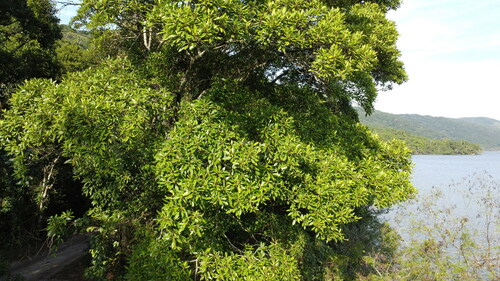 Coussapoa microcarpa (Coussapoa microcarpa)