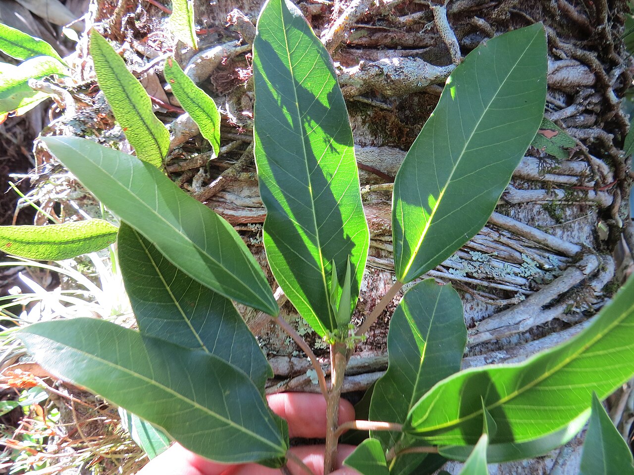 Coussapoa microcarpa: Ramo com flores estaminadas e ramos estrangulando Ficus sp. no fundo