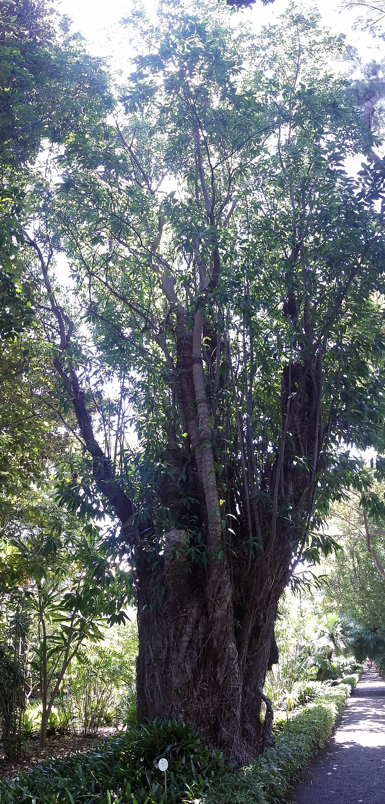 Coussapoa microcarpa: Coussapoa microcarpa in the Jardin Botanico Puerto de la Cruz in Tenerife