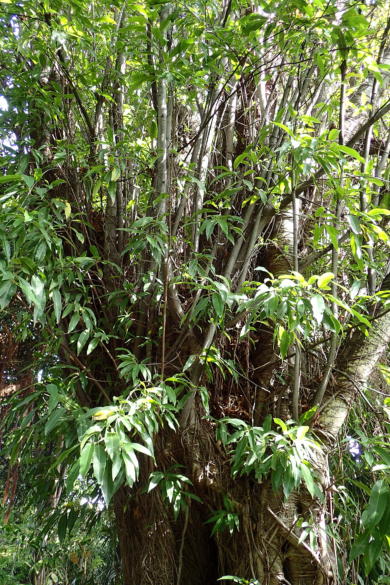 Coussapoa microcarpa: Coussapoa microcarpa in Jardín de Aclimatación de la Orotava