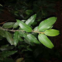 Coussapoa microcarpa (Coussapoa microcarpa)