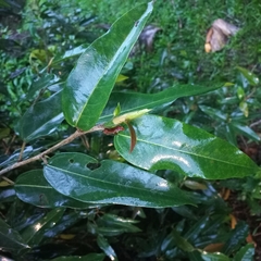 Coussapoa microcarpa (Coussapoa microcarpa)