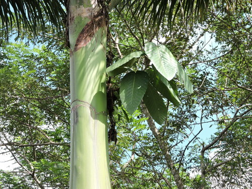 Coussapoa villosa (Coussapoa villosa)