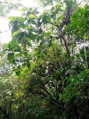 Coussapoa villosa (Coussapoa villosa)