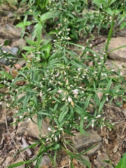 Coutoubea ramosa (Coutoubea ramosa)