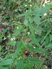 Coutoubea ramosa (Coutoubea ramosa)