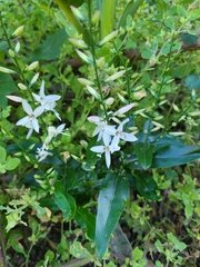Coutoubea ramosa (Coutoubea ramosa)