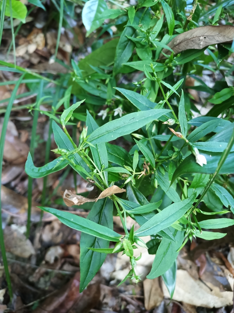 Coutoubea ramosa (Coutoubea ramosa)