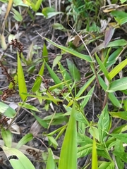 Coutoubea ramosa (Coutoubea ramosa)