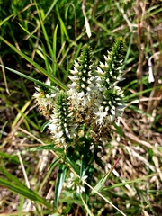 Coutoubea spicata (Coutoubea spicata)