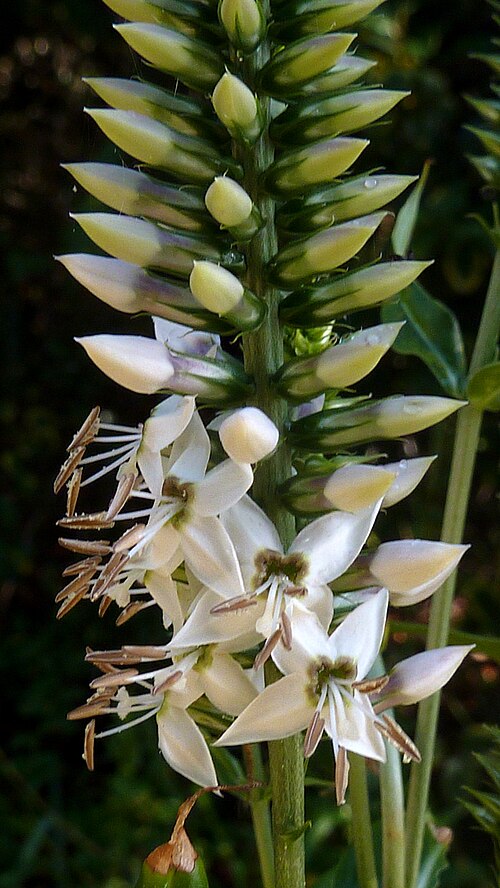 Coutoubea spicata: Coutoubea spicata Aubl.