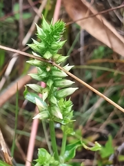 Coutoubea spicata (Coutoubea spicata)