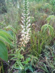 Coutoubea spicata (Coutoubea spicata)