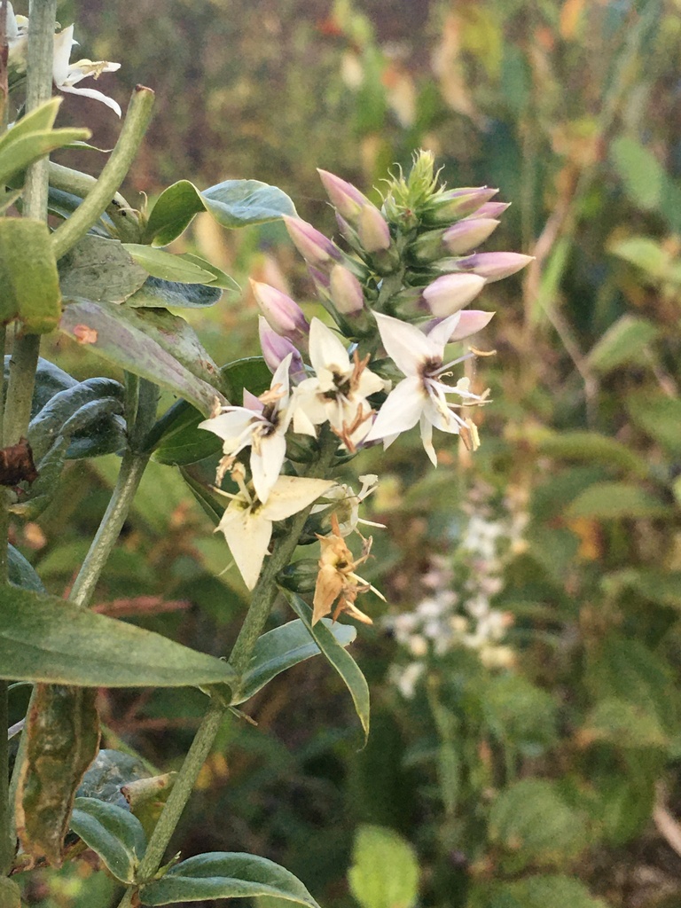 Coutoubea spicata (Coutoubea spicata)