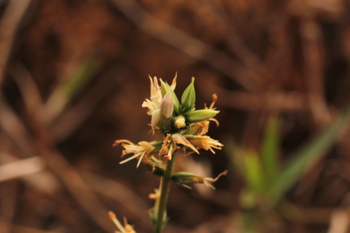 Coutoubea spicata (Coutoubea spicata)