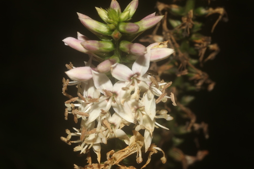 Coutoubea spicata (Coutoubea spicata)