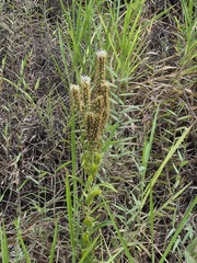 Coutoubea spicata (Coutoubea spicata)